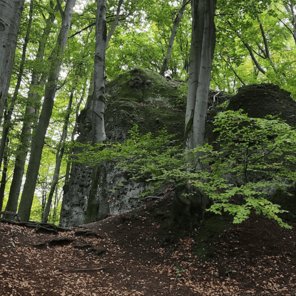 1_1_sbh_palyakepek-(30)-1743260937